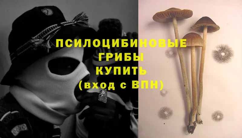 Галлюциногенные грибы Cubensis  Гай 